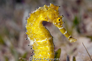 Thorny Seahorse by Erich Reboucas 